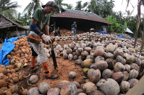 harga kelapa tua berangsur naik nldg dom (1)